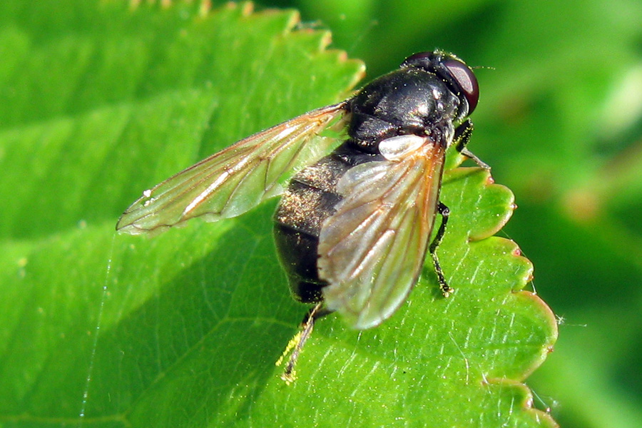 Cheilosia sp.